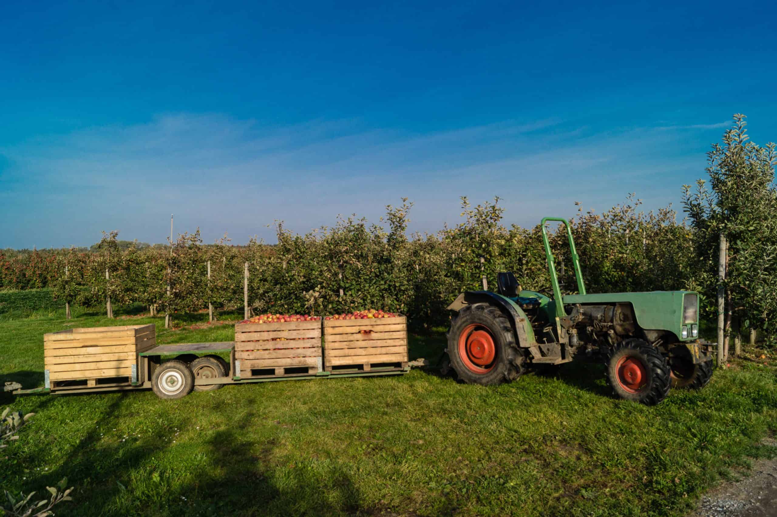 Tractor in field pulling food produce