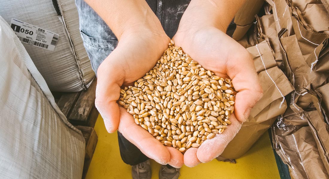 A hand holding grain
