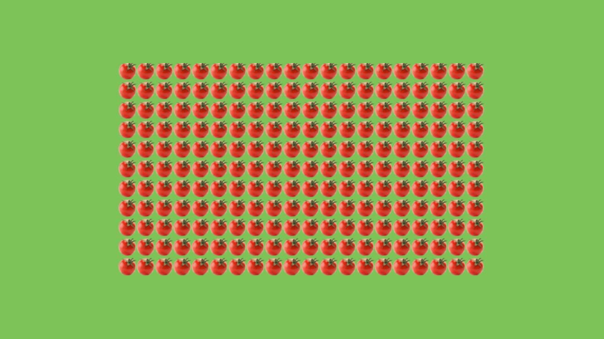 A lot of small tomatoes sit in rows