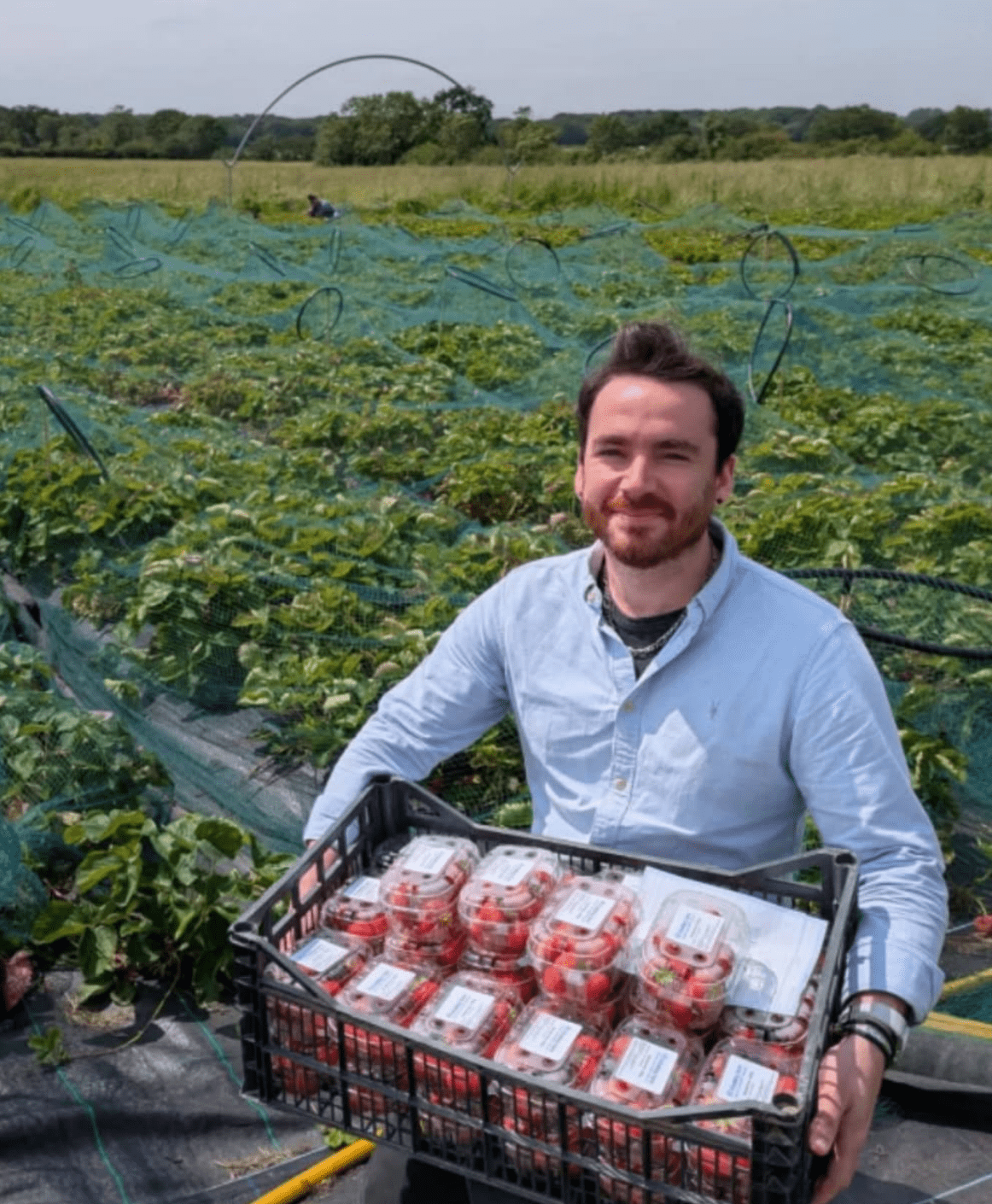 A man holds a big box of strawberries, he is wearing a blue shirt and standing in a field of strawberries